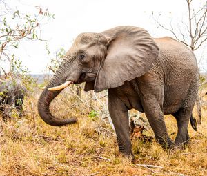 Preview wallpaper elephant, trunk, grass, walk