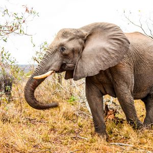 Preview wallpaper elephant, trunk, grass, walk