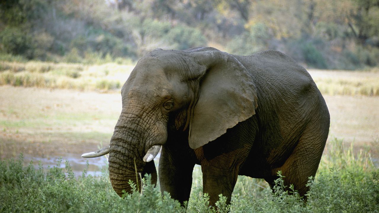 Wallpaper elephant, tusks, africa