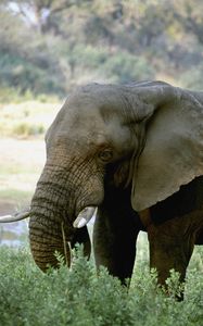Preview wallpaper elephant, tusks, africa