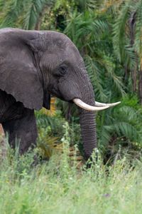 Preview wallpaper elephant, tusks, animal, grass