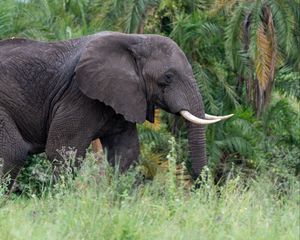 Preview wallpaper elephant, tusks, animal, grass