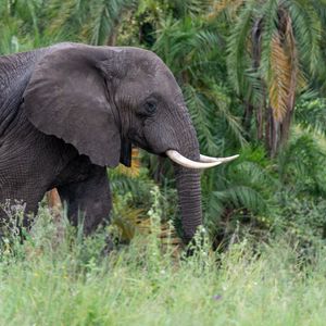 Preview wallpaper elephant, tusks, animal, grass