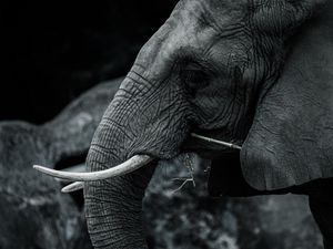 Preview wallpaper elephant, tusks, animal, bw