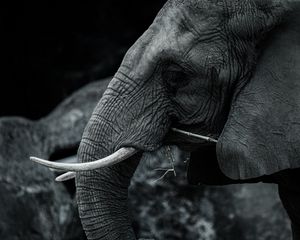 Preview wallpaper elephant, tusks, animal, bw