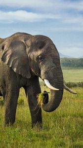 Preview wallpaper elephant, tusks, animal, wildlife, grass