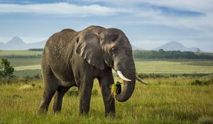 Preview wallpaper elephant, tusks, animal, wildlife, grass