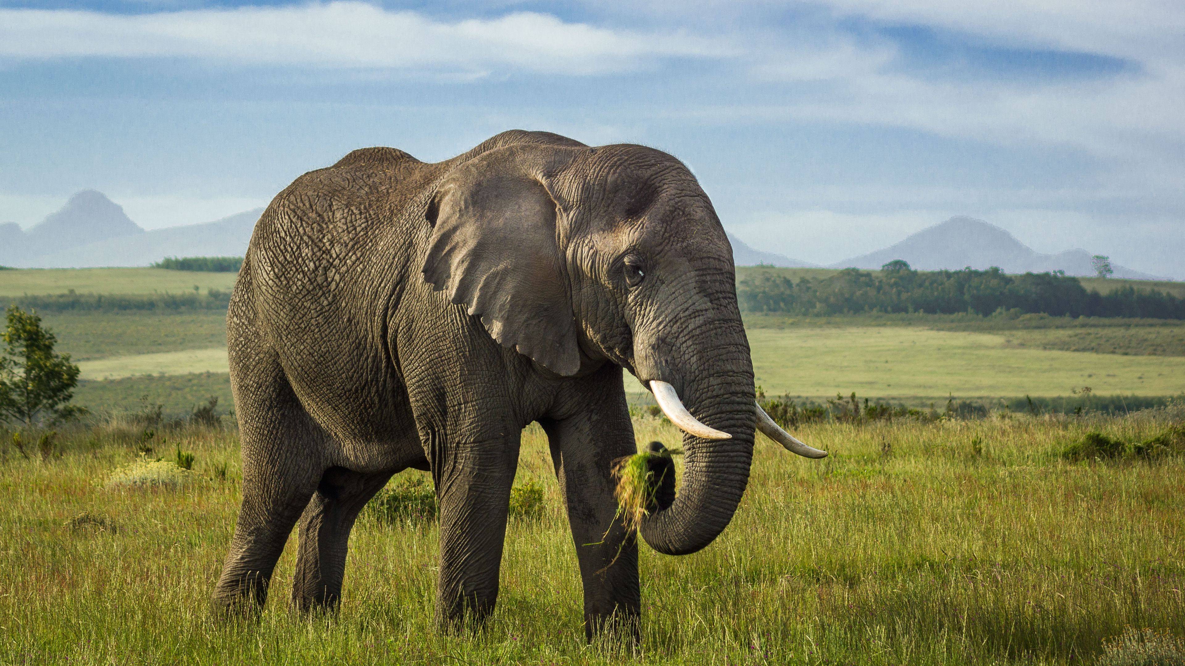 Download wallpaper 3840x2160 elephant, tusks, animal, wildlife, grass ...