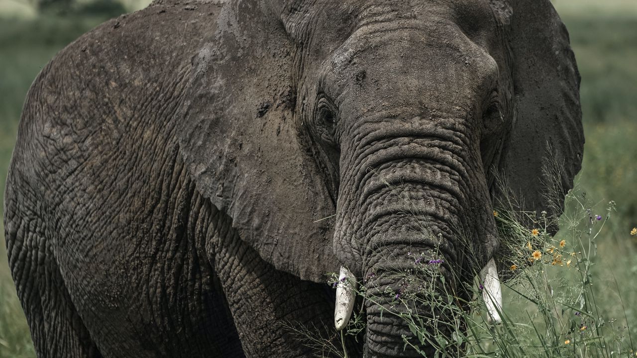 Wallpaper elephant, tusks, grass, animal