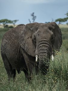 Preview wallpaper elephant, tusks, grass, animal