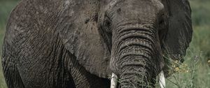 Preview wallpaper elephant, tusks, grass, animal