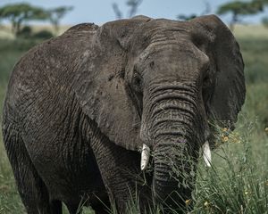 Preview wallpaper elephant, tusks, grass, animal