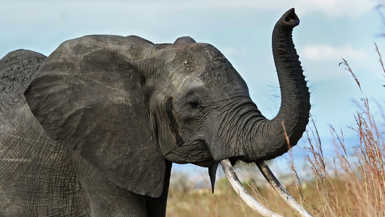 Wallpaper elephant, tusks, trunk, africa, savanna
