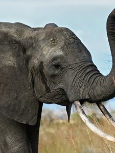 Preview wallpaper elephant, tusks, trunk, africa, savanna