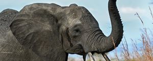 Preview wallpaper elephant, tusks, trunk, africa, savanna