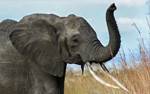 Preview wallpaper elephant, tusks, trunk, africa, savanna