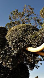 Preview wallpaper elephant, tusks, vegetation, bushes