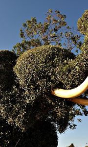 Preview wallpaper elephant, tusks, vegetation, bushes