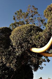 Preview wallpaper elephant, tusks, vegetation, bushes