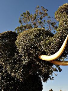 Preview wallpaper elephant, tusks, vegetation, bushes