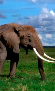 Preview wallpaper elephant, tusks, walk, grass, herd