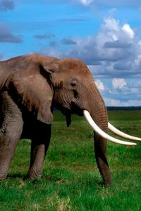 Preview wallpaper elephant, tusks, walk, grass, herd