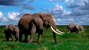 Preview wallpaper elephant, tusks, walk, grass, herd