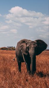 Preview wallpaper elephant, walk, proboscis, grass