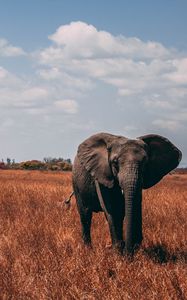 Preview wallpaper elephant, walk, proboscis, grass