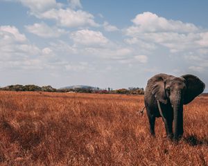 Preview wallpaper elephant, walk, proboscis, grass