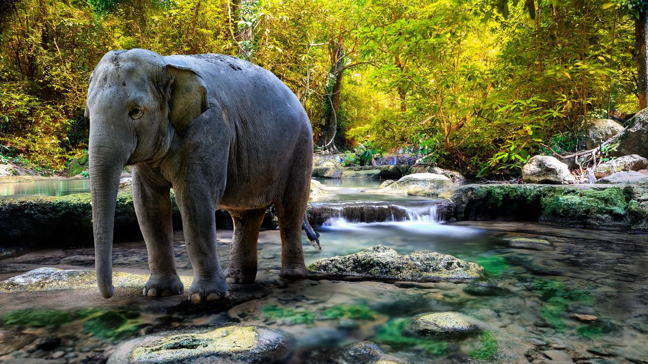 Wallpaper elephant, water, trees, rocks