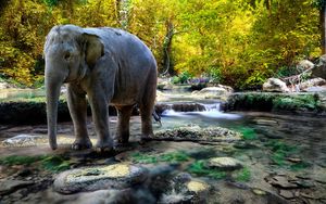Preview wallpaper elephant, water, trees, rocks