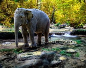 Preview wallpaper elephant, water, trees, rocks