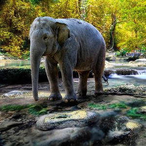 Preview wallpaper elephant, water, trees, rocks
