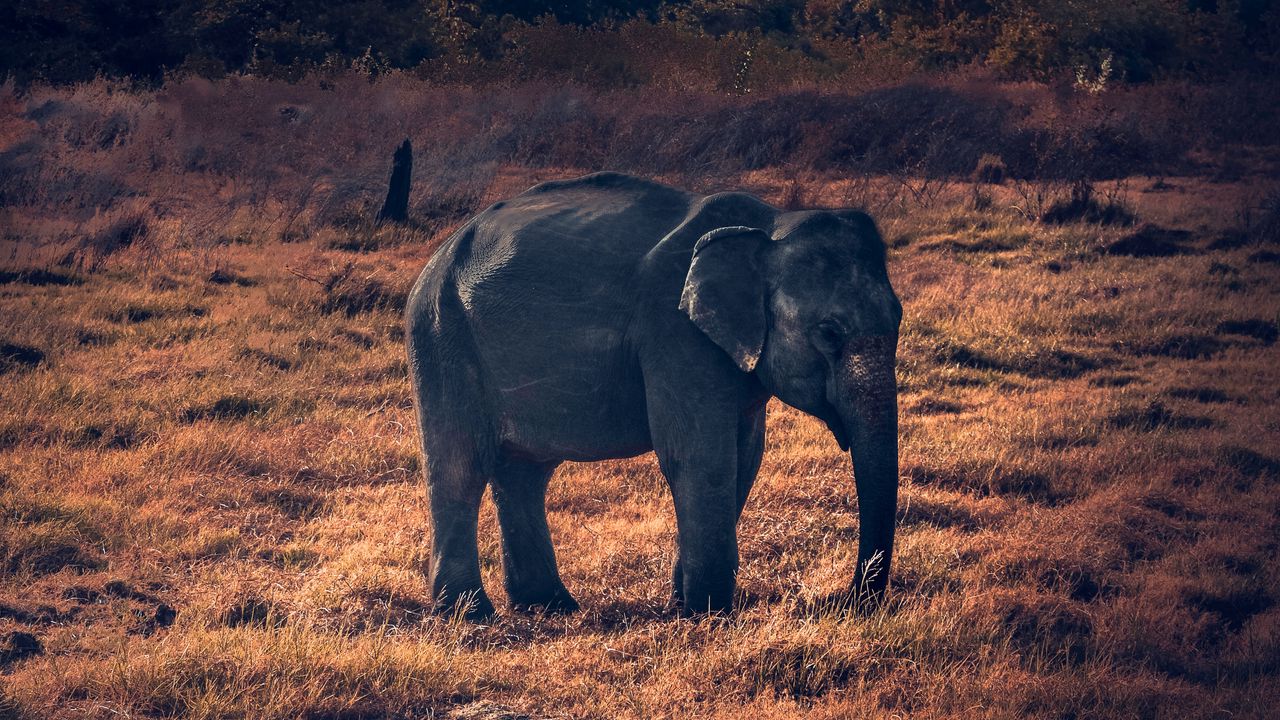 Wallpaper elephant, wildlife, african elephant