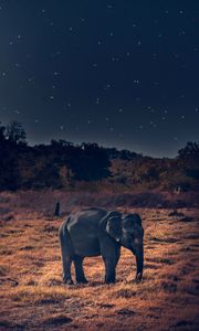 Preview wallpaper elephant, wildlife, african elephant
