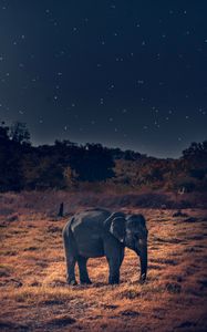 Preview wallpaper elephant, wildlife, african elephant