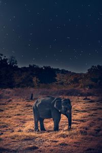 Preview wallpaper elephant, wildlife, african elephant