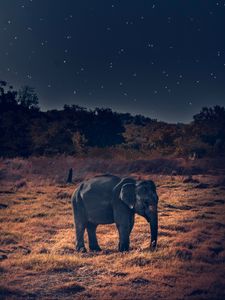 Preview wallpaper elephant, wildlife, african elephant