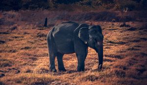 Preview wallpaper elephant, wildlife, african elephant