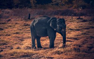 Preview wallpaper elephant, wildlife, african elephant