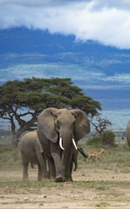 Preview wallpaper elephants, animal, tree, savannah, wildlife, africa