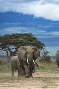 Preview wallpaper elephants, animal, tree, savannah, wildlife, africa