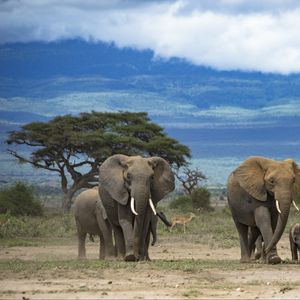 Preview wallpaper elephants, animal, tree, savannah, wildlife, africa