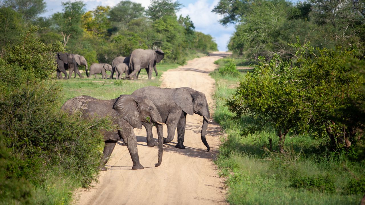 Wallpaper elephants, animals, savannah, road