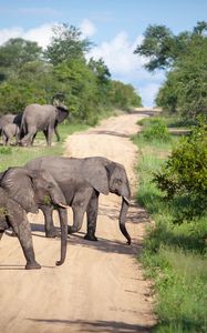 Preview wallpaper elephants, animals, savannah, road