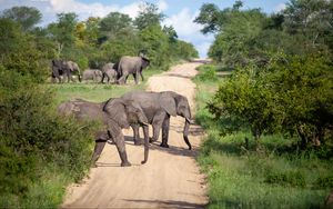 Preview wallpaper elephants, animals, savannah, road