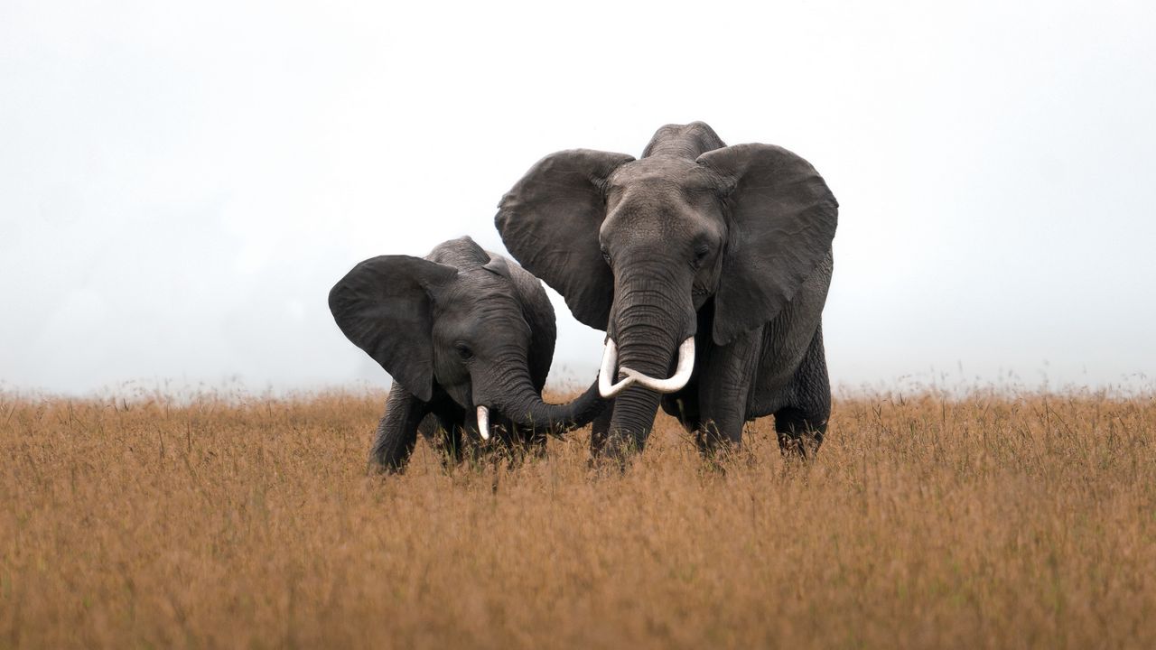 Wallpaper elephants, animals, wildlife, field, grass