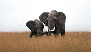 Preview wallpaper elephants, animals, wildlife, field, grass