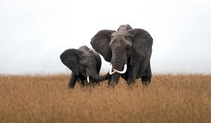 Preview wallpaper elephants, animals, wildlife, field, grass